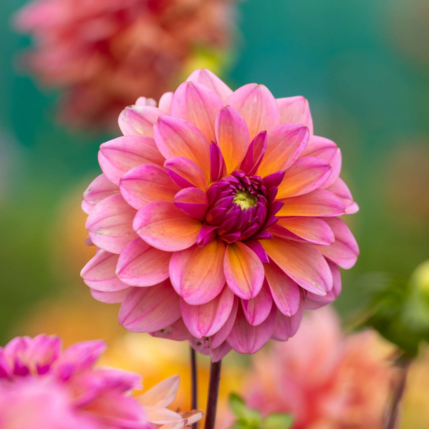 Dahlie 'Great Silence'